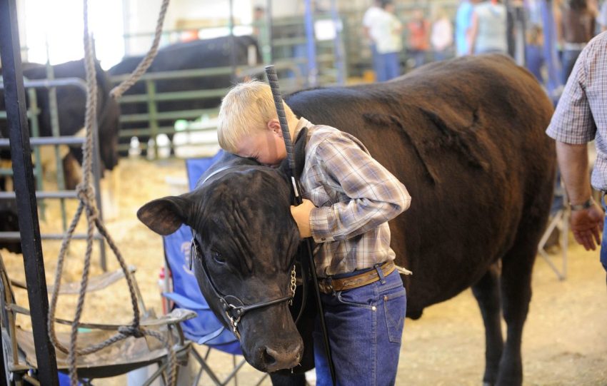 Children-and-Animals-Tyler-Boyer-and-his-steer-Matt-Stensland