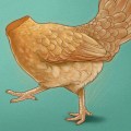 Le poulet-zombie est-il l’avenir du mouvement animaliste ?